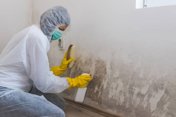 Trusted Clyde, TX Mold Remediation Experts