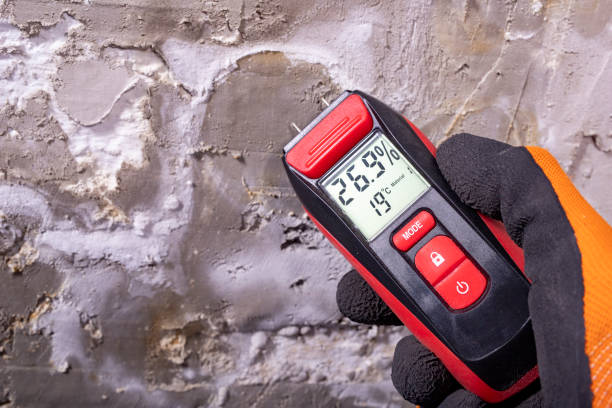 Best White Mold Remediation in Clyde, TX