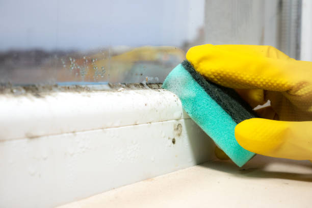 Best Commercial Mold Remediation in Clyde, TX